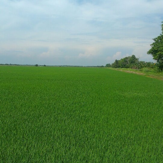 Detail Foto Sawah Padi Nomer 28