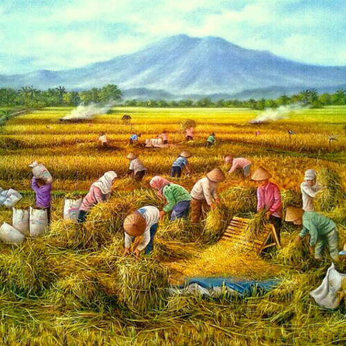 Detail Foto Sawah Padi Nomer 31