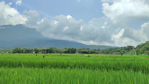 Detail Foto Sawah Padi Nomer 38