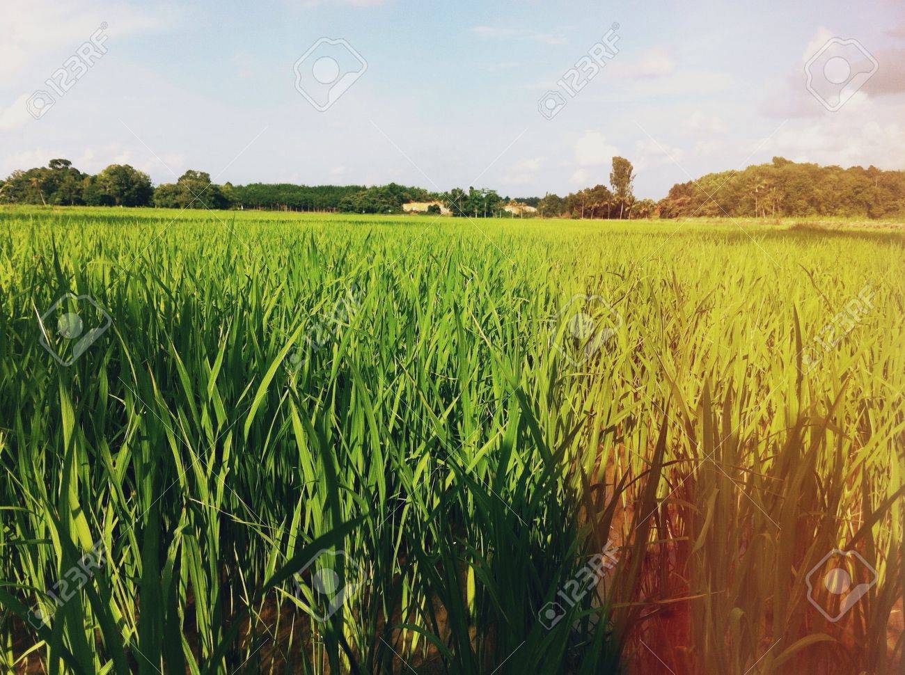 Detail Foto Sawah Padi Nomer 8