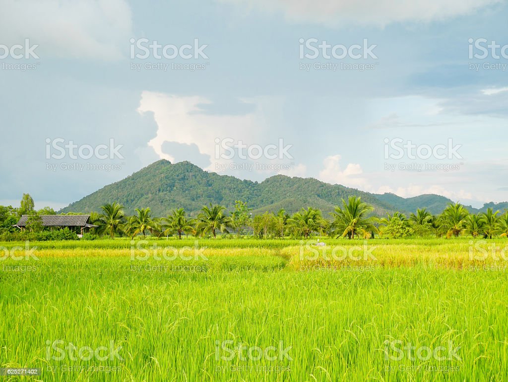 Detail Foto Sawah Yang Indah Nomer 10