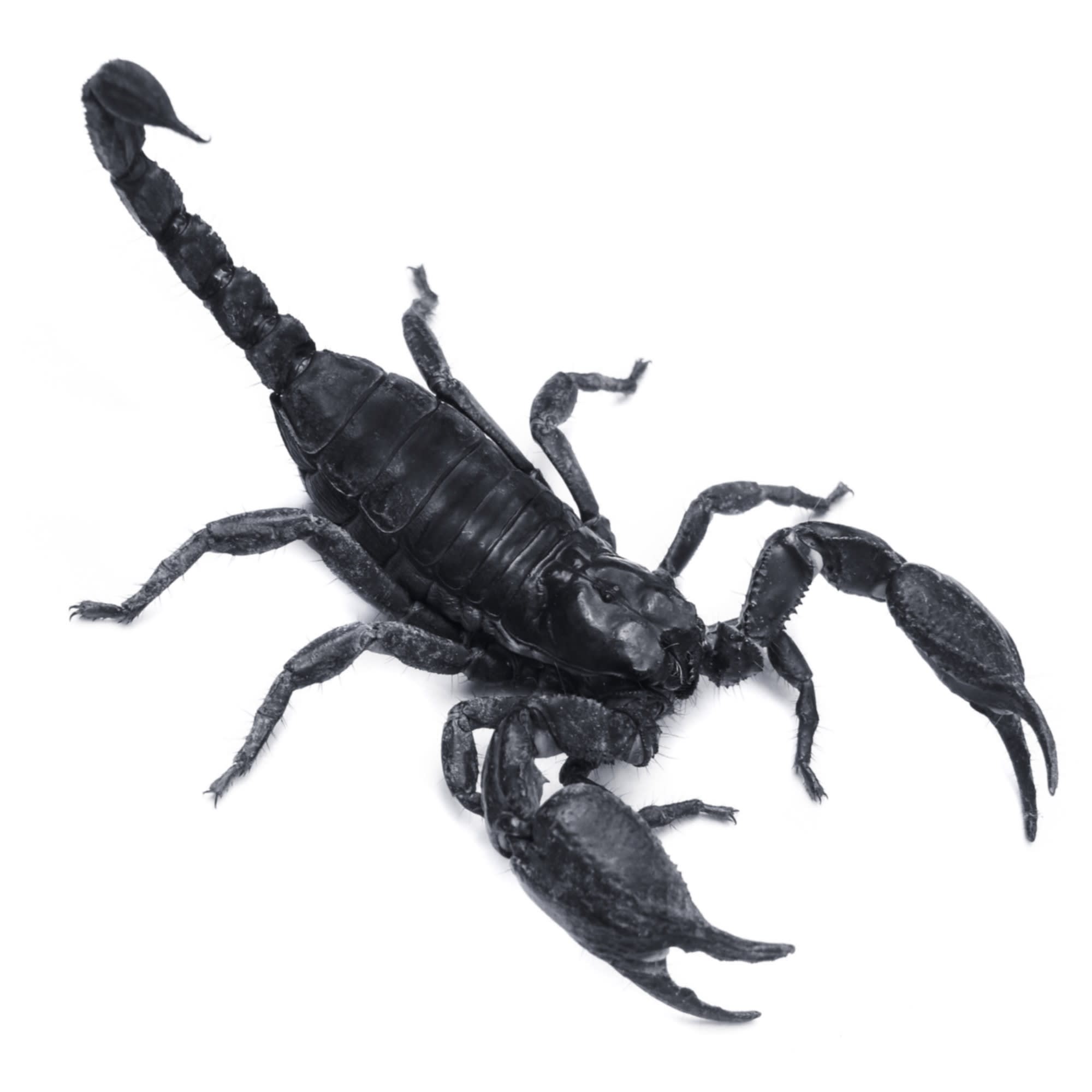 Королевский скорпион