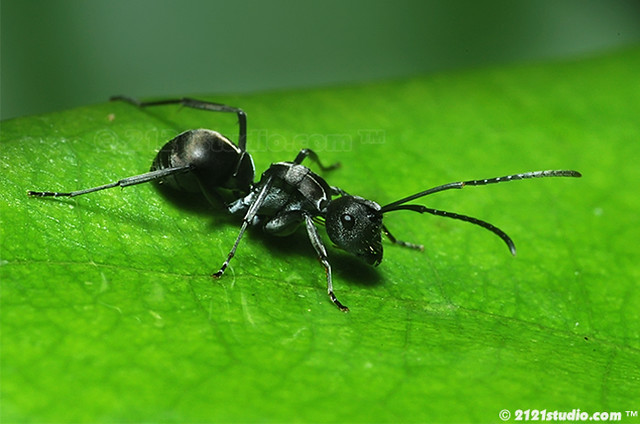 Detail Foto Semut Hitam Nomer 8