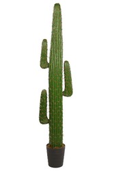 Detail Kaktus Auf Spanisch Nomer 5
