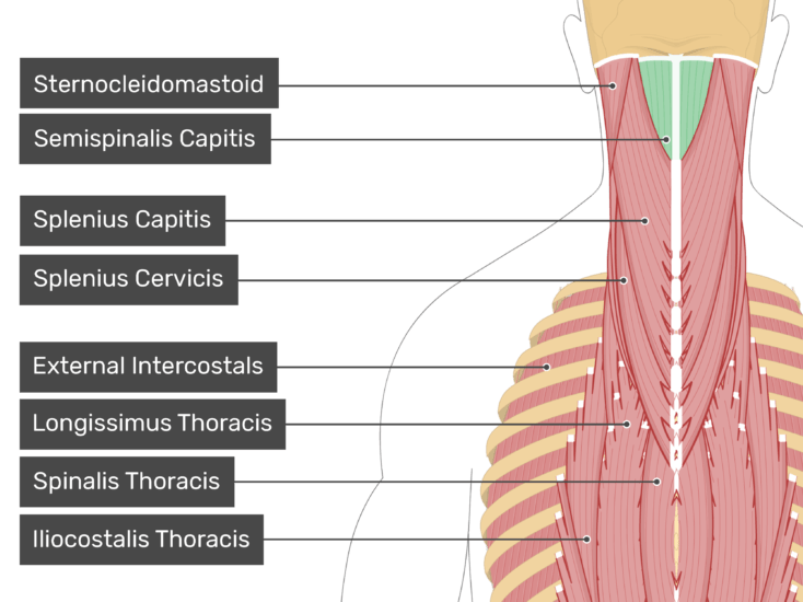 Musculus Semispinalis Capitis - KibrisPDR