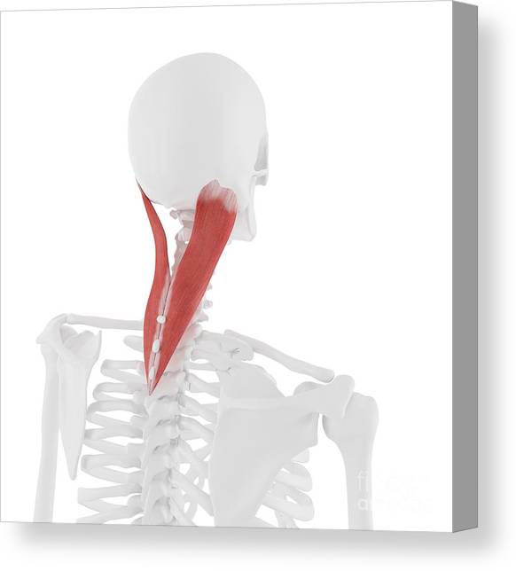 Detail Musculus Semispinalis Capitis Nomer 9