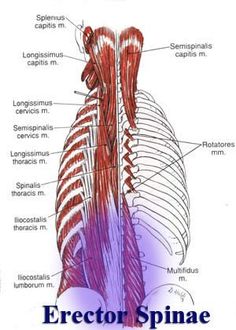 Detail Musculus Semispinalis Capitis Nomer 10