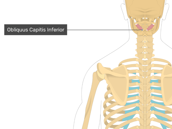 Detail Musculus Semispinalis Capitis Nomer 11