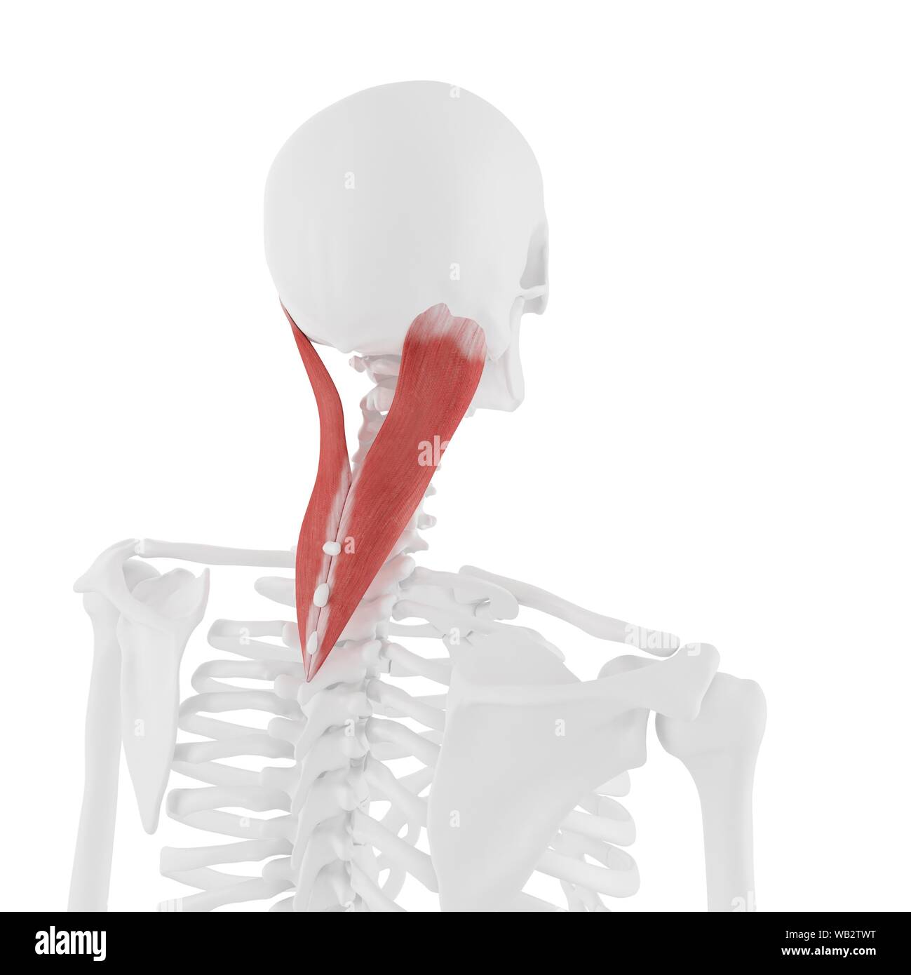 Detail Musculus Semispinalis Capitis Nomer 12