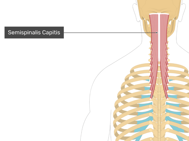 Detail Musculus Semispinalis Capitis Nomer 2