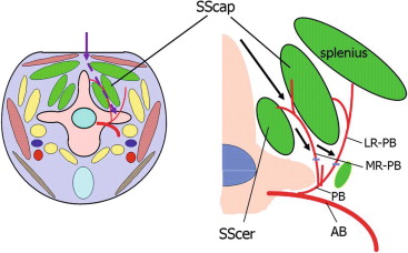 Detail Musculus Semispinalis Capitis Nomer 16