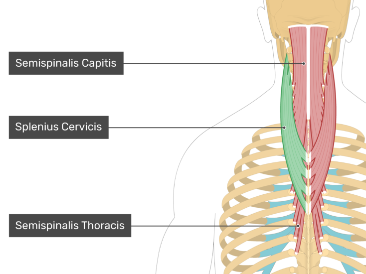 Detail Musculus Semispinalis Capitis Nomer 3