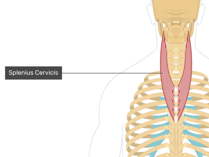 Detail Musculus Semispinalis Capitis Nomer 6