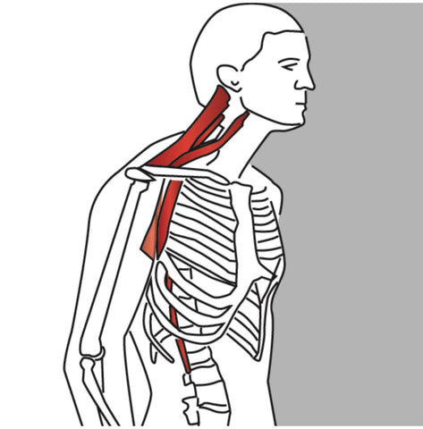 Detail Musculus Semispinalis Capitis Nomer 8