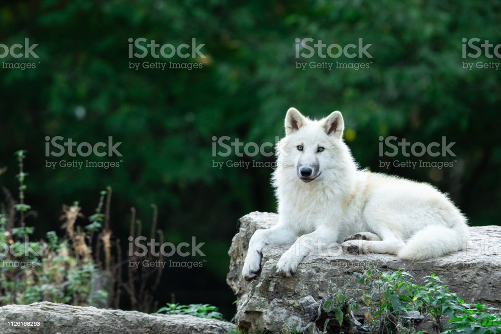 Detail Foto Serigala Putih Nomer 15