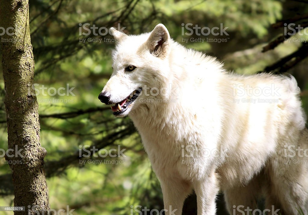 Detail Foto Serigala Putih Nomer 28