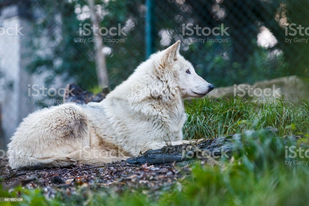 Detail Foto Serigala Putih Nomer 35