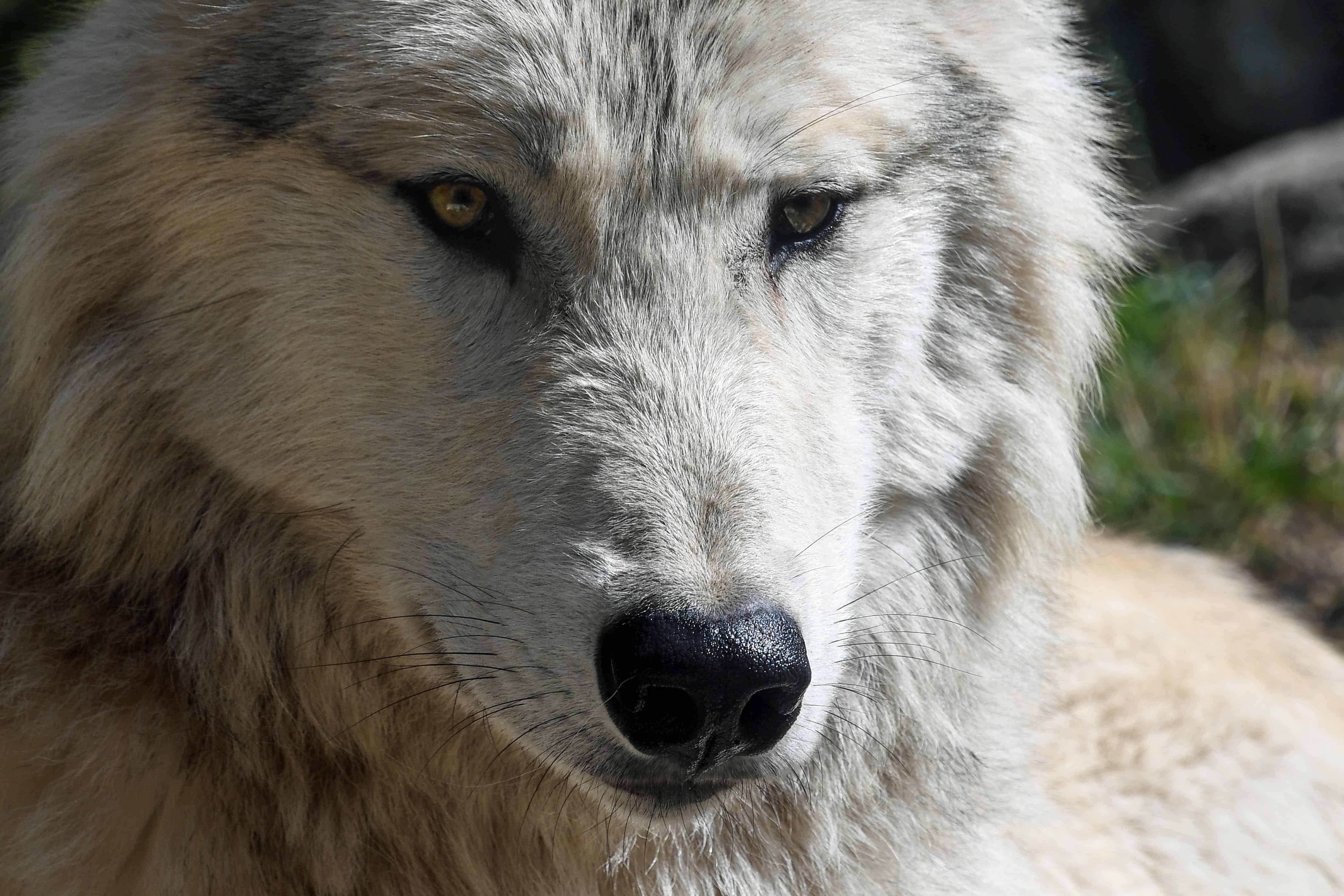 Detail Foto Serigala Putih Nomer 53