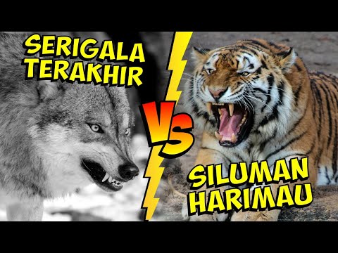 Detail Foto Serigala Vs Harimau Nomer 21