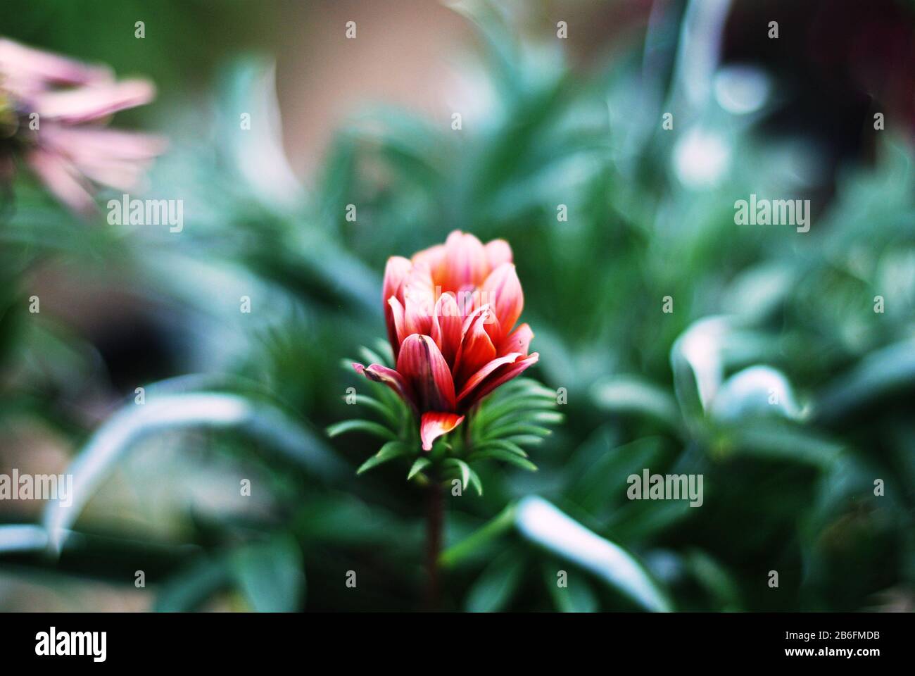 Detail Foto Setangkai Bunga Nomer 11