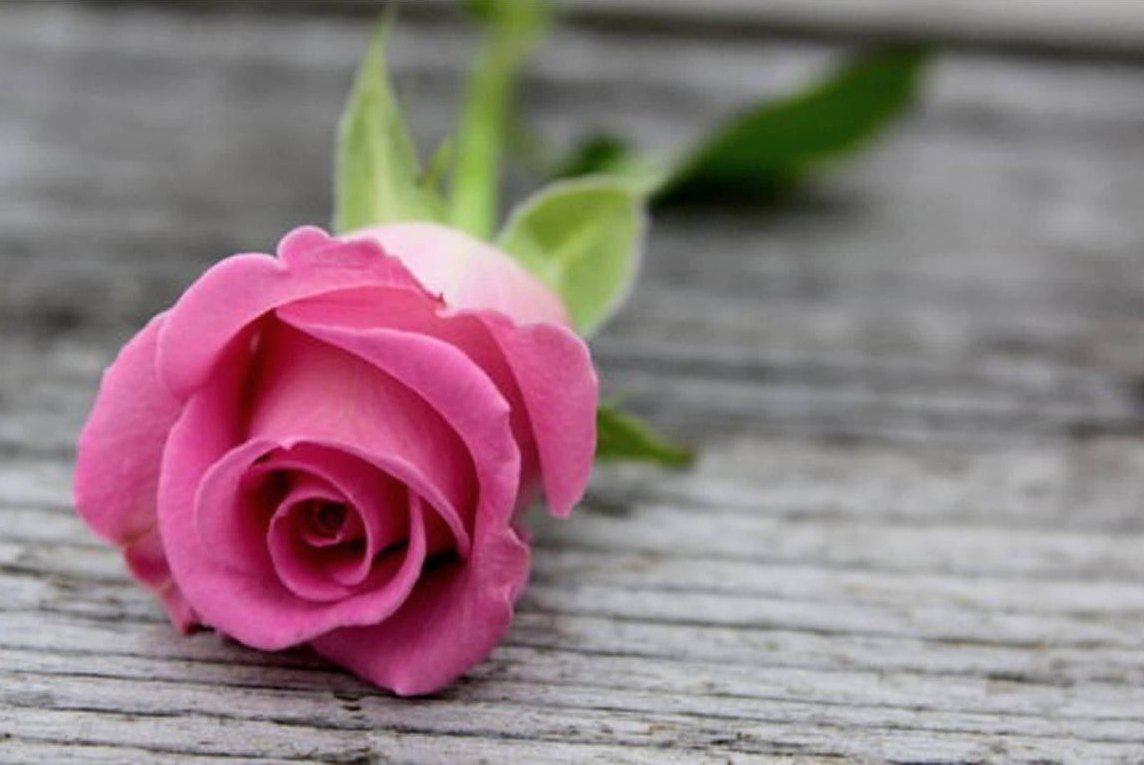 Foto Setangkai Bunga Mawar Pink - KibrisPDR