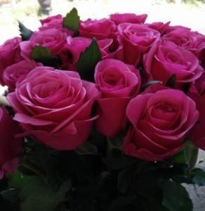 Detail Foto Setangkai Bunga Mawar Pink Nomer 30