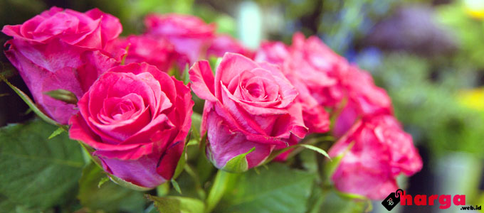 Detail Foto Setangkai Bunga Mawar Pink Nomer 33