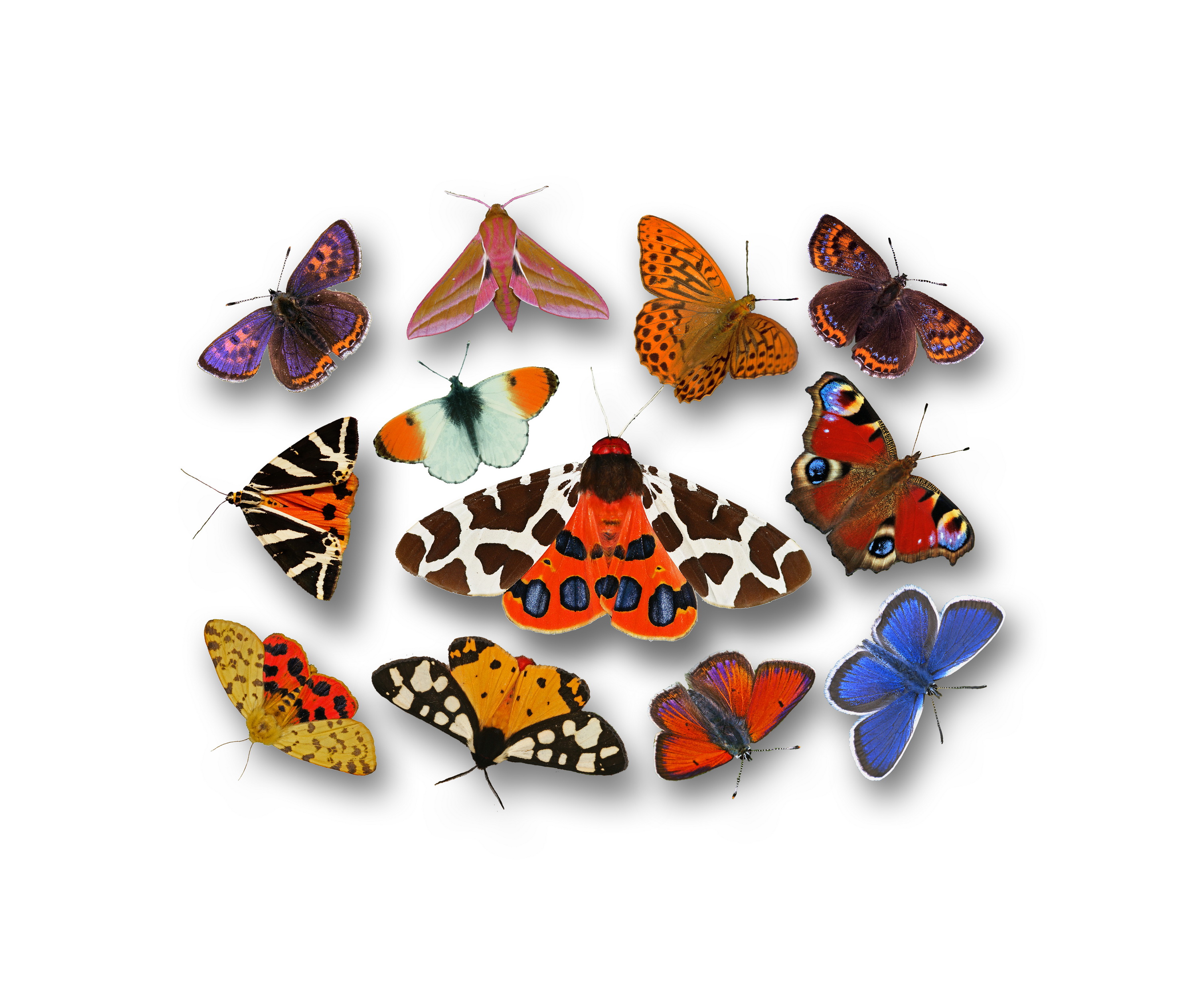 Brauner Schmetterling Mit Punkten - KibrisPDR