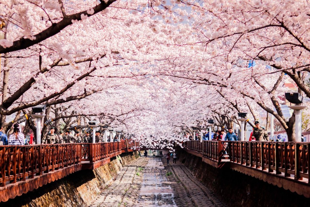 Detail Foto Taman Bunga Sakura Di Korea Nomer 11