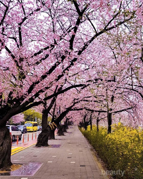 Detail Foto Taman Bunga Sakura Di Korea Nomer 12