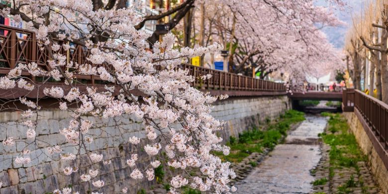 Detail Foto Taman Bunga Sakura Di Korea Nomer 15
