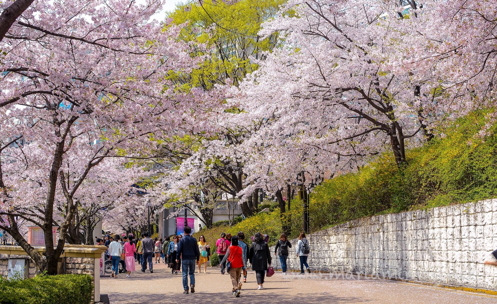 Detail Foto Taman Bunga Sakura Di Korea Nomer 16
