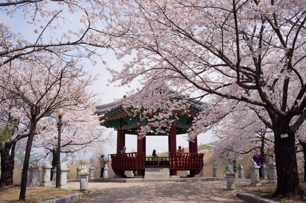 Detail Foto Taman Bunga Sakura Di Korea Nomer 21