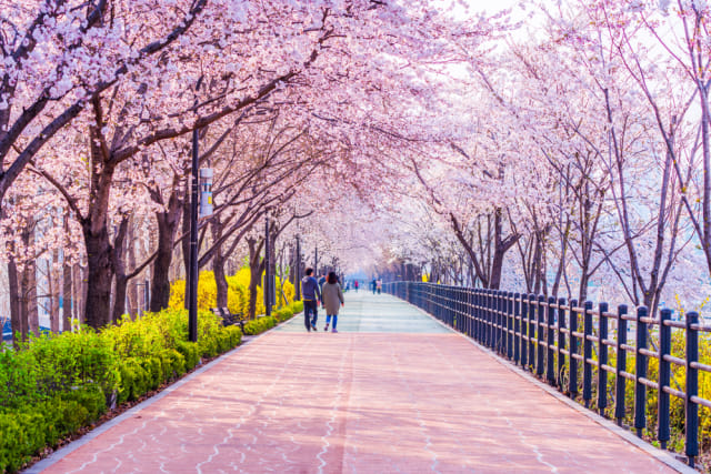 Detail Foto Taman Bunga Sakura Di Korea Nomer 5