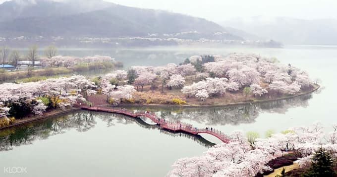 Detail Foto Taman Bunga Sakura Di Korea Nomer 38