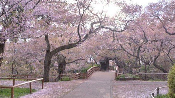 Detail Foto Taman Bunga Sakura Di Korea Nomer 44