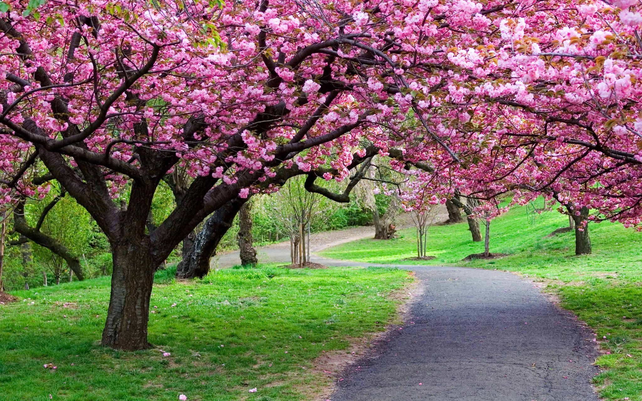 Detail Foto Taman Bunga Sakura Di Korea Nomer 45