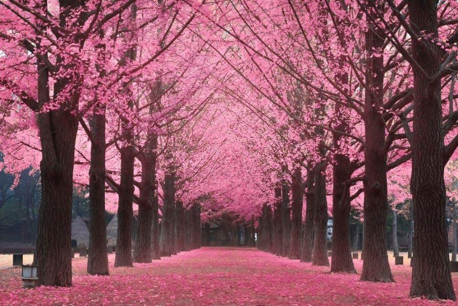 Detail Foto Taman Bunga Sakura Di Korea Nomer 49