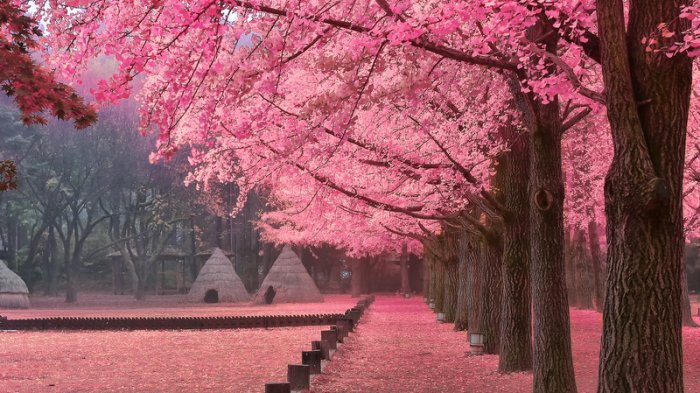 Detail Foto Taman Bunga Sakura Di Korea Nomer 9