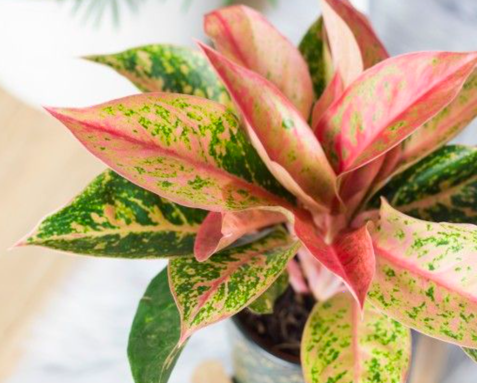 Foto Tanaman Aglaonema - KibrisPDR