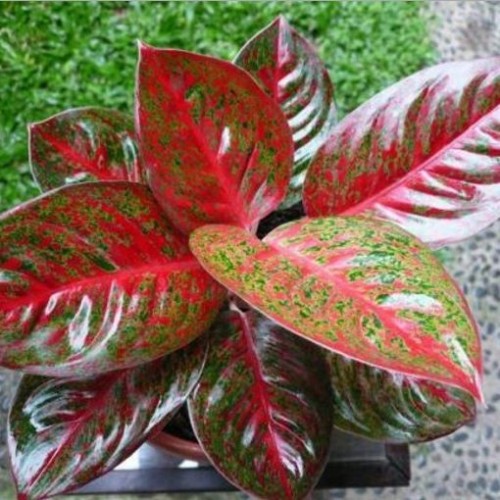 Detail Foto Tanaman Aglaonema Nomer 18