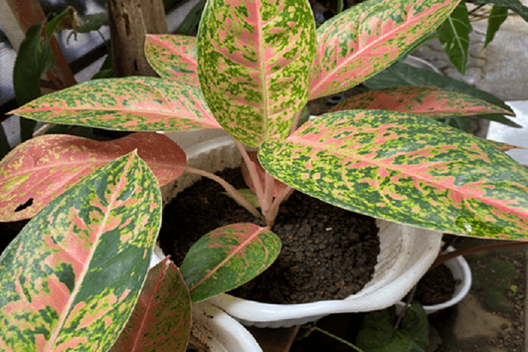 Detail Foto Tanaman Aglaonema Nomer 35