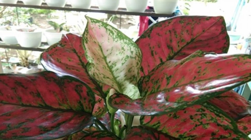 Detail Foto Tanaman Aglaonema Nomer 56