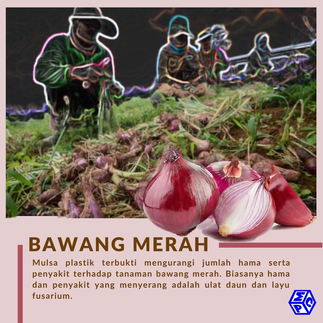 Detail Foto Tanaman Bawang Merah Nomer 41