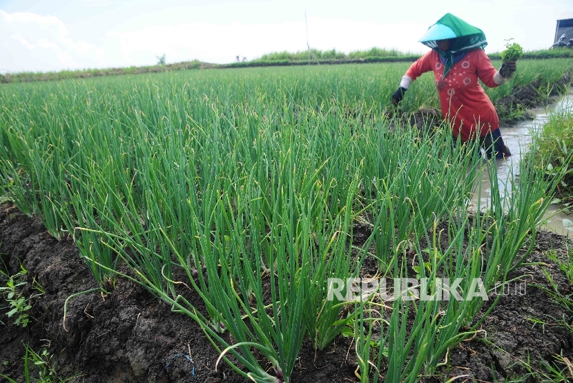 Detail Foto Tanaman Bawang Merah Nomer 45