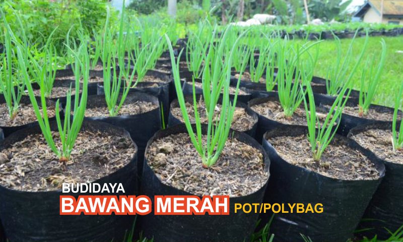 Detail Foto Tanaman Bawang Merah Nomer 49