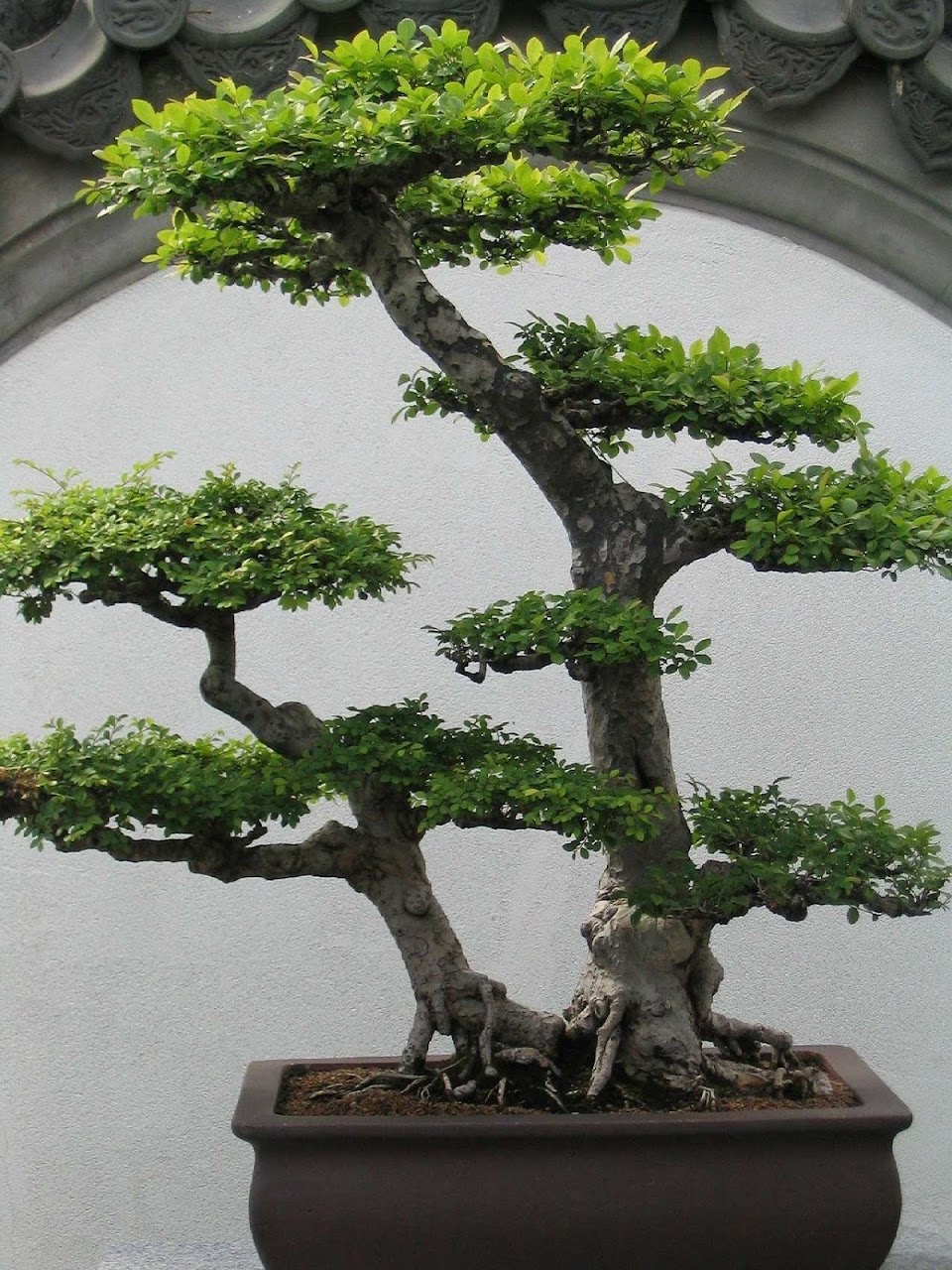 Detail Foto Tanaman Bonsai Nomer 15