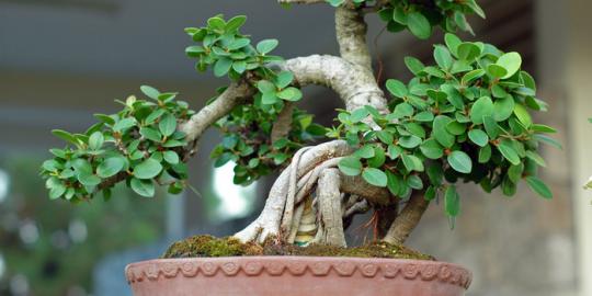 Detail Foto Tanaman Bonsai Nomer 3