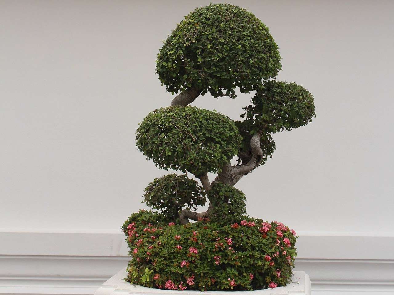 Detail Foto Tanaman Bonsai Nomer 47