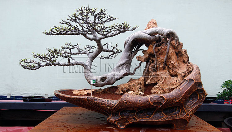 Detail Foto Tanaman Bonsai Nomer 52